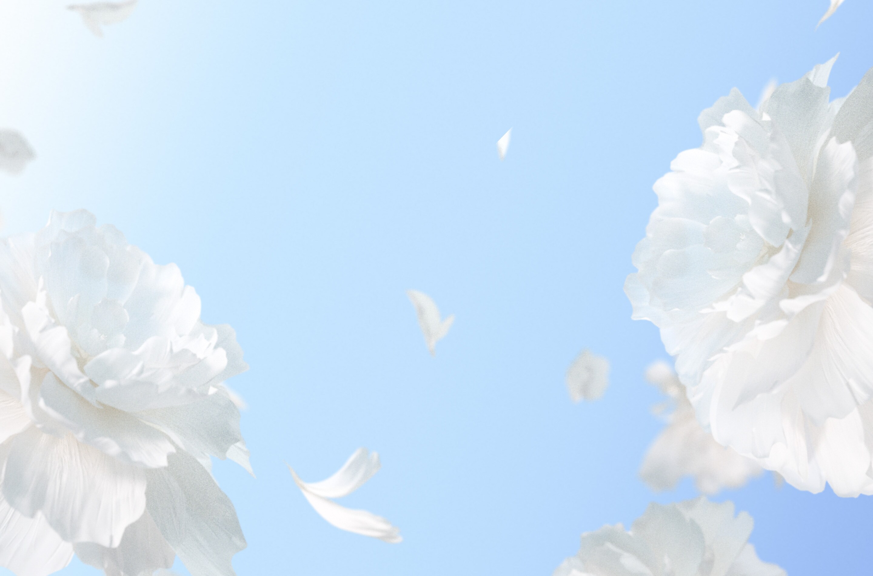 Background image containing Japanese Peony petals floating in front of a soft blue gradient